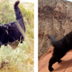 Illustration for article titled Your afternoon squee: Millie, the rock-climbing cat.